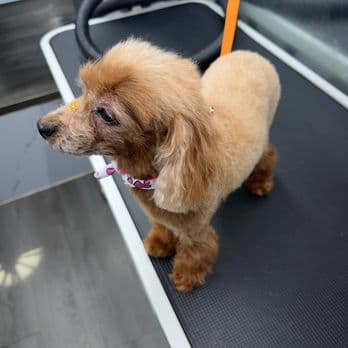 Apricot toy poodle with a fresh groom standing on the Pet Spa Luxe grooming table