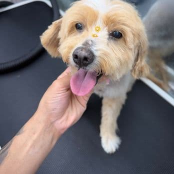 Small groomed dog getting a treat from a Pet Spa Luxe groomer