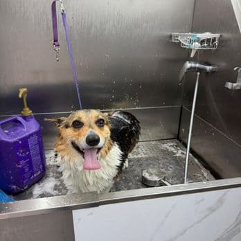 Corgi mid-bath in the Pet Spa Luxe mobile grooming van's warm-water tub