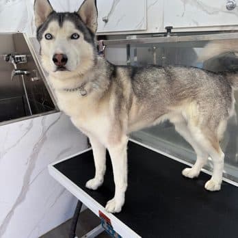 Husky standing on the grooming table inside the Pet Spa Luxe mobile van after a full groom