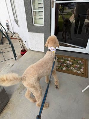 Freshly groomed poodle waiting at a client's front door after a Pet Spa Luxe mobile grooming visit